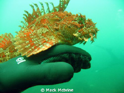 A friendly Sea Raven in Nahant MA, USA. by Mack Mcbrine 